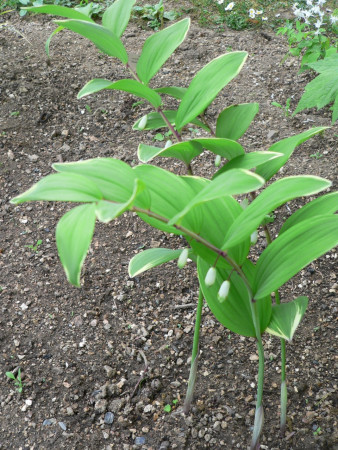 Polygonatum odoratum var. puriflorum ´Variegatum´